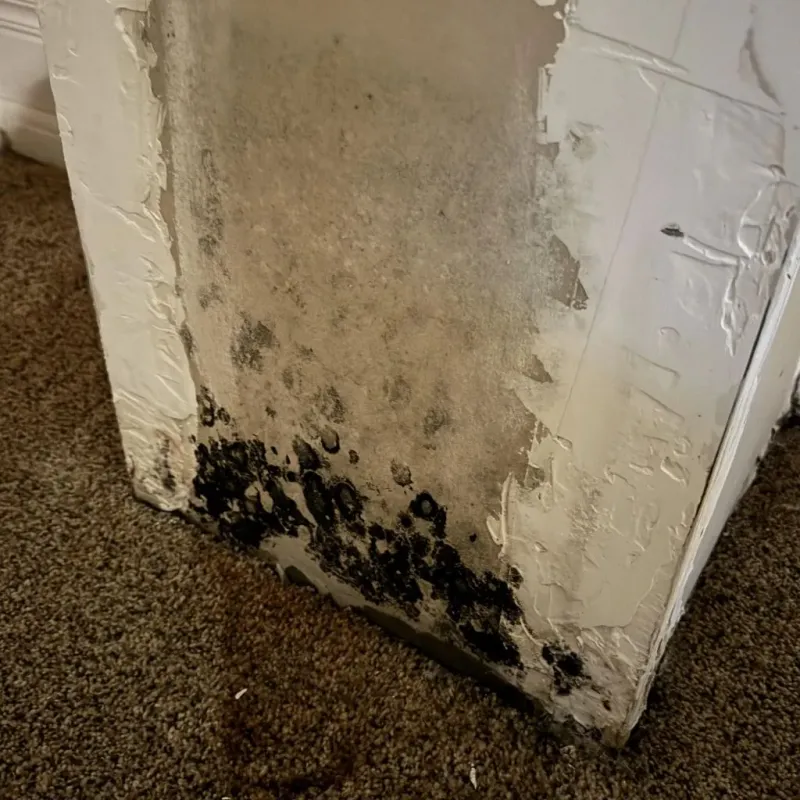 Professional Mold Removal in Quinlan, TX